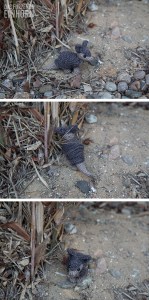 Gürteltier häkeln - crocheted armadillo